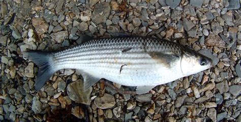 Cornish Shore and Kayak Fisherman: Creek Fishing for Grey Mullet July 2014