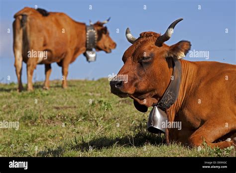 Tarentaise cows hi-res stock photography and images - Alamy