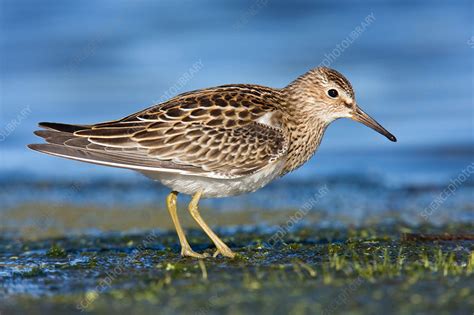 Pectoral Sandpiper - Stock Image - C006/4912 - Science Photo Library