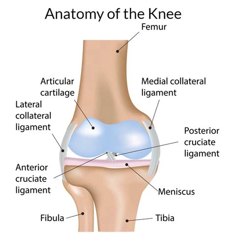 Knee Anatomy| Orthopedic Knee Specialist | Manhattan, Brooklyn, New York City NY