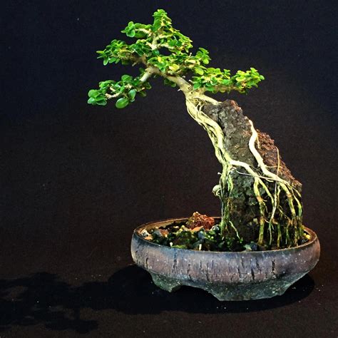 Bonsai Auf Stein Pflanzen