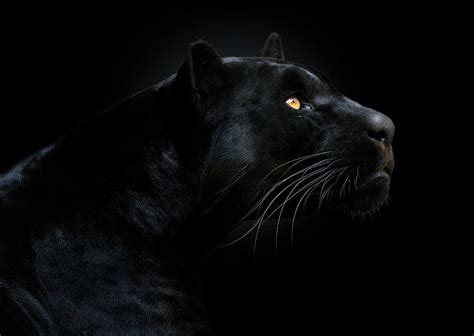 HD wallpaper: black panther illustration, look, face, the dark ...