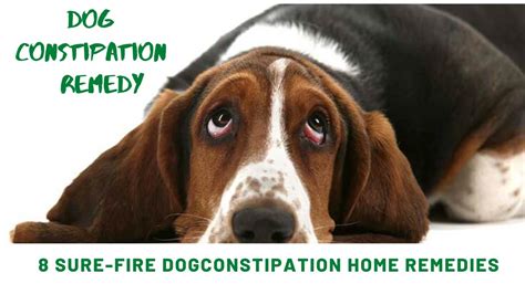 Dog constipation remedy | 8 Sure-Fire Dog Constipation Home Remedies ...