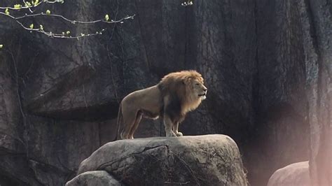 Epic Lion Roar at Lincoln Park Zoo - YouTube