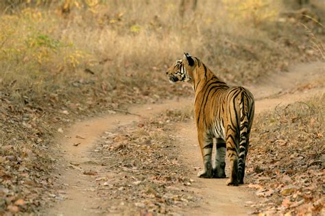 Know About Satpura Tiger Reserve | Forsyth Lodge