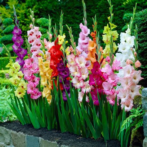 Garden State Bulb Multicolor Rainbow Mix Gladiolus Bulbs 25-Count in the Plant Bulbs department ...