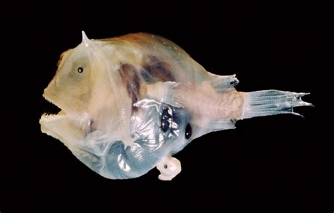 Do girl anglerfish drag their boyfriends around everywhere they go ...