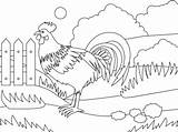 Chicken And Rooster Coloring Pages sketch template