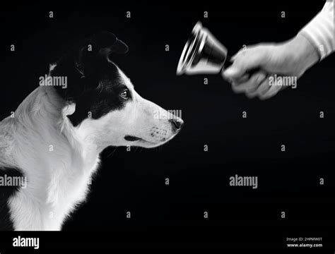 Pavlov Dog Experiment Stock Photo - Alamy