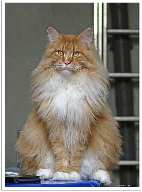 Persian Cat Mixed With Maine Coon - Pets Lovers