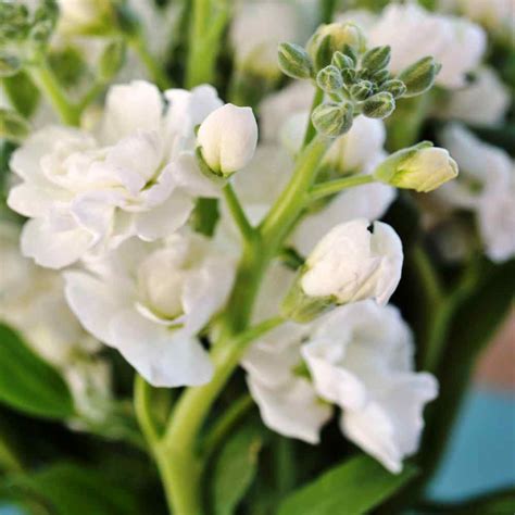 Stock Seeds - Matthiola Incana White Flower Seed