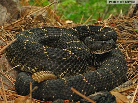 Arizona black rattlesnake (Crotalus cerberus) — venomous; note color variants (not always black ...