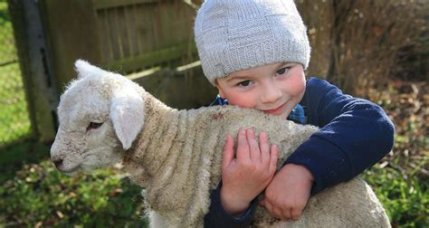 Is That The Sheep For My Small Farm? | Small Farms Magazine & Book Shop