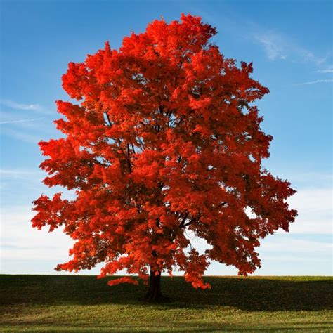 Different Types Of Red Maples (October Glory, Red Sunset, Etc.): A Guide - SARPO