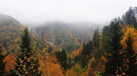 Leaves changing colors at Great Smoky Mountain National Park