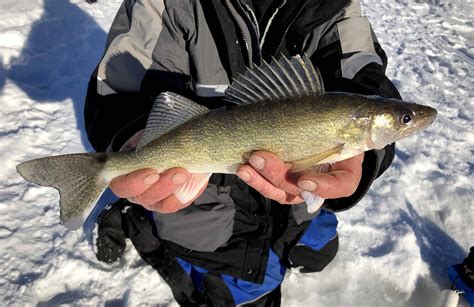 Ice Fishing Walleye in 2022: Tips and Techniques