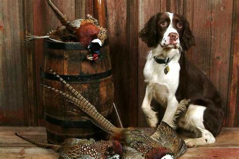 10 Dog Breeds That Make The Best Hunting Companions