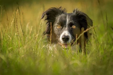 How To: Shoot a stunning dog portrait outdoors | That Photography Spot