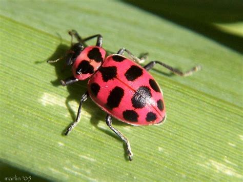 17 Best images about Pink Lady Bug Fun Club on Pinterest | Ladybug ...