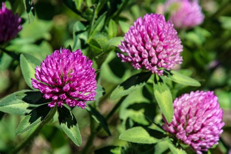 Wildflower Festival Crested Butte, CO 2019 on Behance