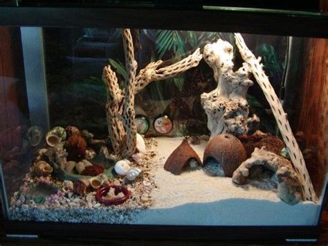 Pin by Melanie Taylor on hermit crabs | Hermit crab habitat, Hermit crab tank, Hermit crab