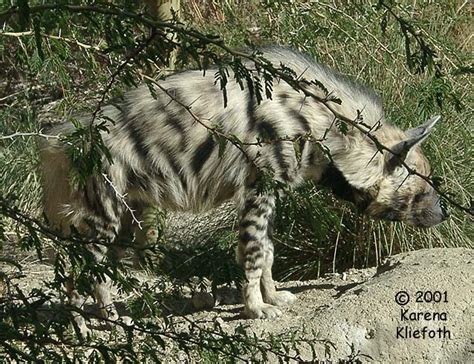 Photos of Striped Hyenas!