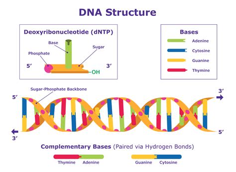 Sanger Sequencing Steps & Method