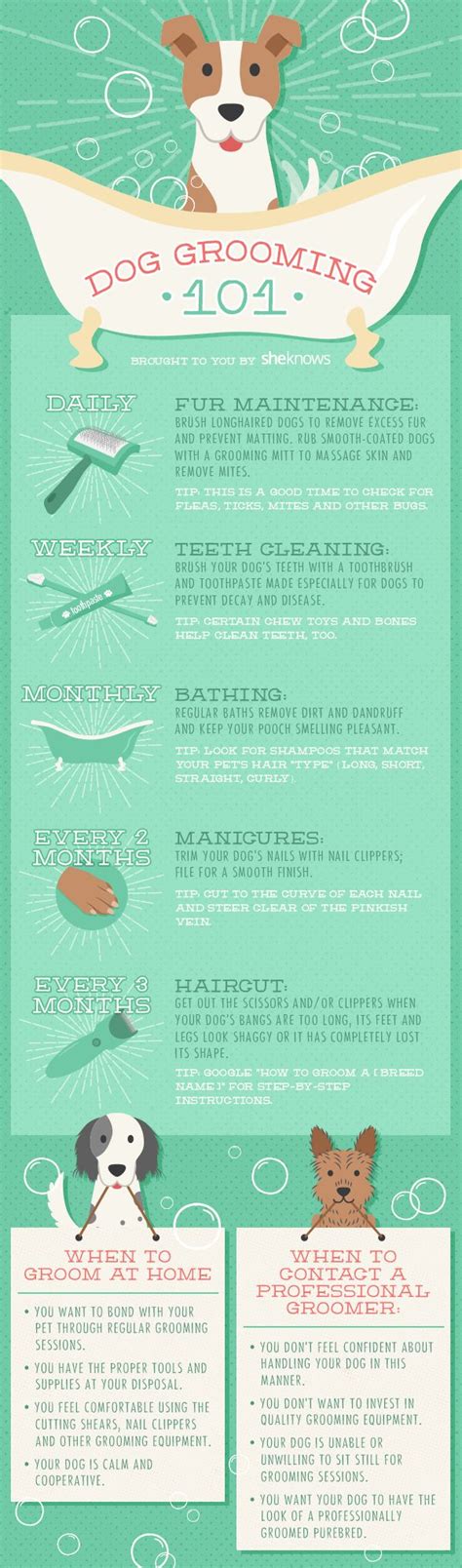 Dog grooming 101: A timeline of when to groom your dog (INFOGRAPHIC ...