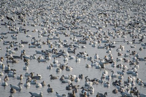 Premium Photo | Flock of geese on lake