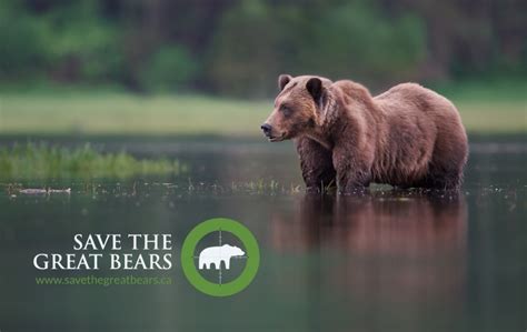 Conservation campaign aims to save BC’s grizzly bears, one bite at a time | Vancouver Observer