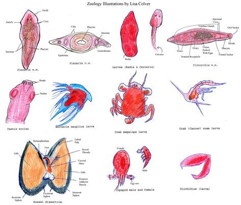 Zoology Illustrations by LMColver on DeviantArt