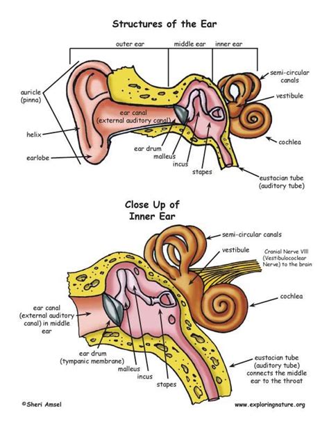 Hearing and the Structure of the Ear in 2023 | Human ear diagram, Ear ...