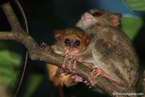 Cute animal picture of the day: baby tarsier