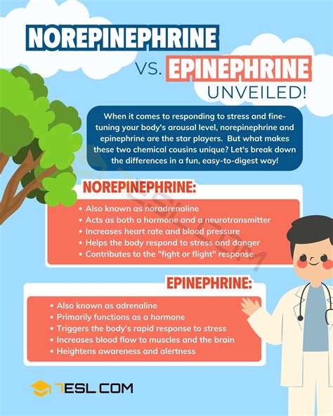 Norepinephrine vs. Epinephrine: The Main Difference • 7ESL