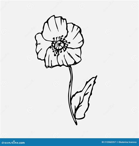 Poppy Flower Sketch. Simple Summer Doodle of a Plant Stock Vector ...