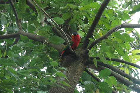 Bird in mustard tree at Pilapila village | Flickr - Photo Sharing!