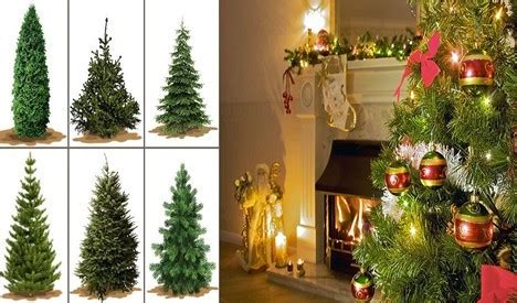 8 Types of Common Live Christmas Trees - AAA Tree Service NY