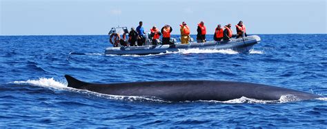 Whale Watching In The Azores Islands