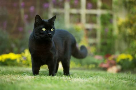 Why You Should Adopt a Black Cat - Dartmouth Veterinary Hospital