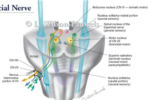 Facial Nerve Nucleus