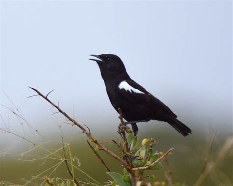 Birds of the Maasai Mara | Don HOECHLIN | Flickr