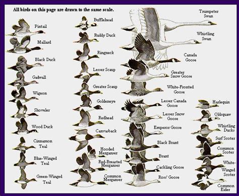 The World Of Amazing Waterfowl Birds | HubPages