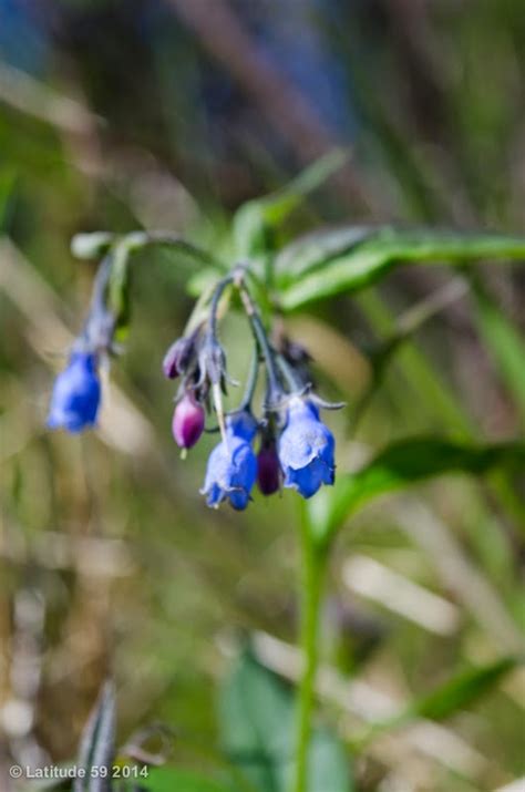 Experience - Flowers of Alaska | Guide for Alaska's Disappearing Tourists