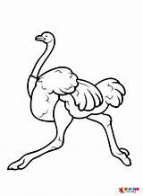 50  Ostrich Coloring Pages Free Printable PDF JPG PNG & Online Coloring sketch template