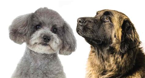 Leonberger Poodle Mix – What Sort Of Family Pet Will This Mix Make?