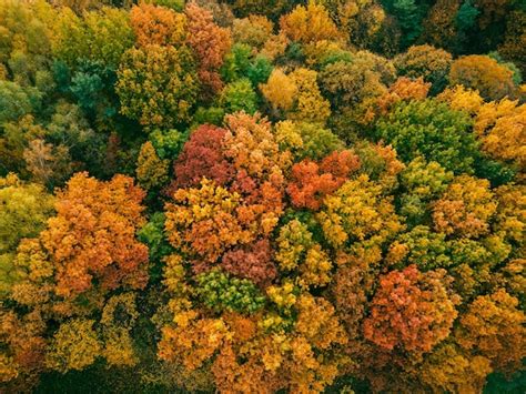 Premium Photo | Aerial view of autumn forest