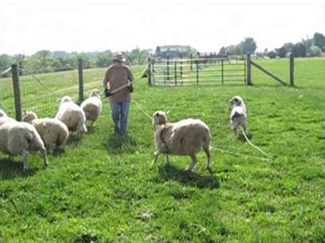 Ella, the Australian Shepherd, herding sheep - YouTube