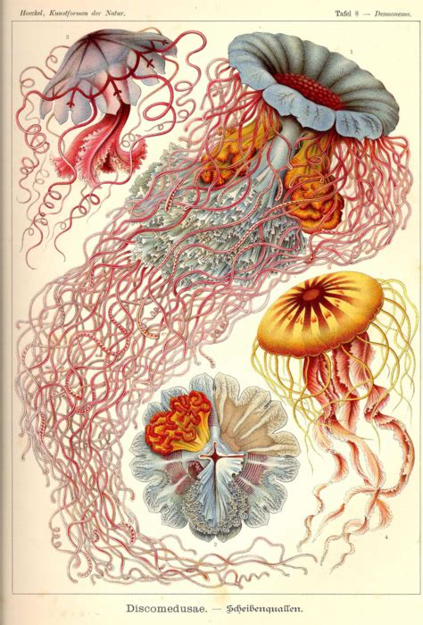 Scientific Illustration - Neatorama