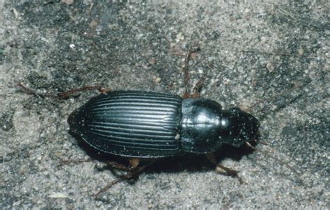 Ground beetles | UMN Extension