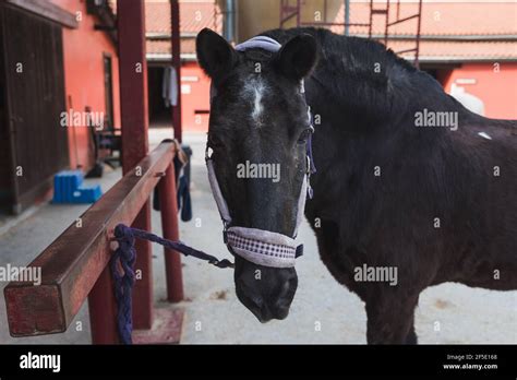 Horse in a equestrian centre Stock Photo - Alamy